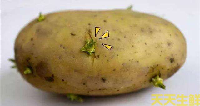 土豆發(fā)芽了還能吃嗎？(圖2)