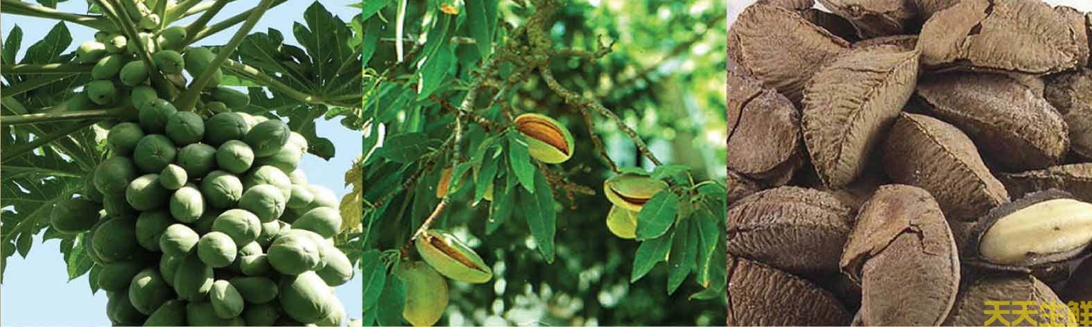 鮑魚果，鮑魚果全攻略(圖2)