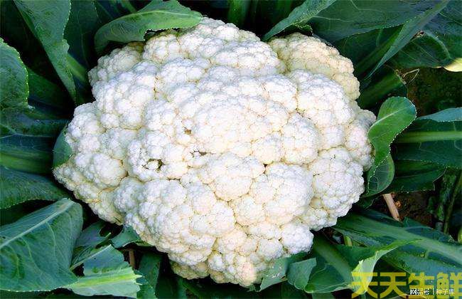 節(jié)日送花選擇蔬菜花，經(jīng)濟實惠的浪漫(圖3)