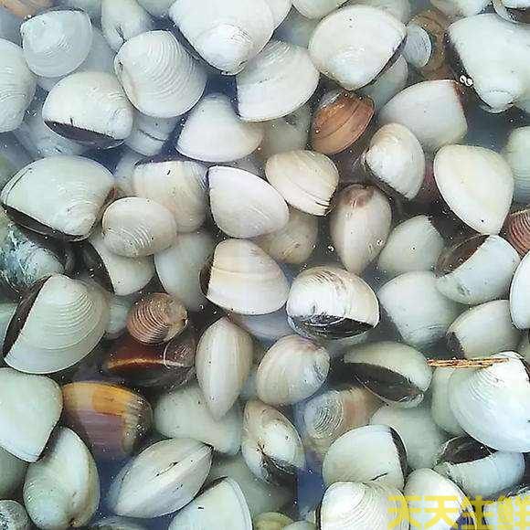 廣州送菜公司分享：常見(jiàn)的海鮮貝類(lèi)有哪些？(圖3)