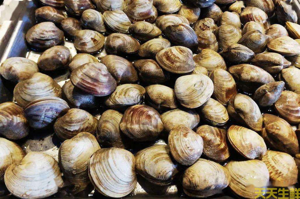廣州送菜公司分享：常見(jiàn)的海鮮貝類(lèi)有哪些？(圖4)