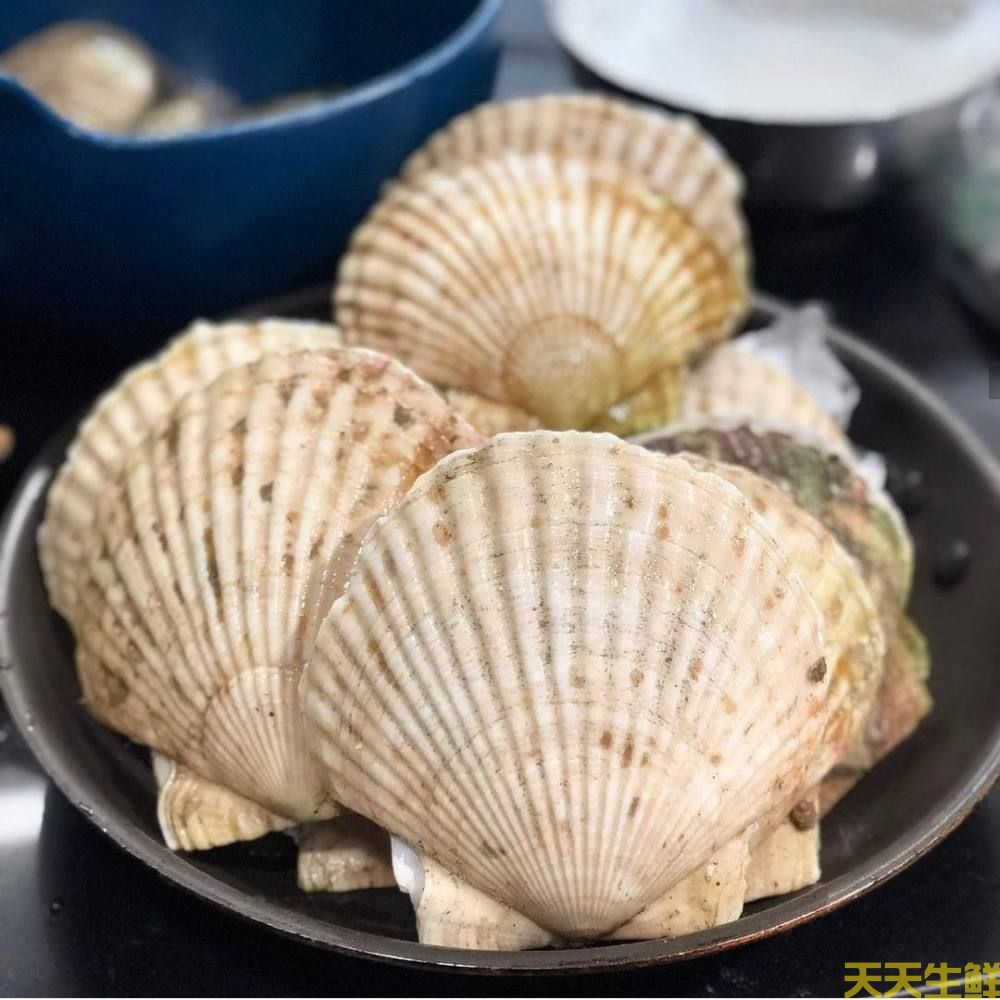 廣州送菜公司分享：常見(jiàn)的海鮮貝類(lèi)有哪些？(圖5)