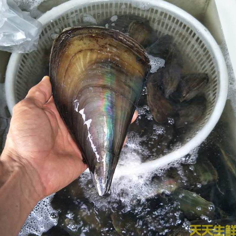 廣州送菜公司分享：常見(jiàn)的海鮮貝類(lèi)有哪些？(圖8)