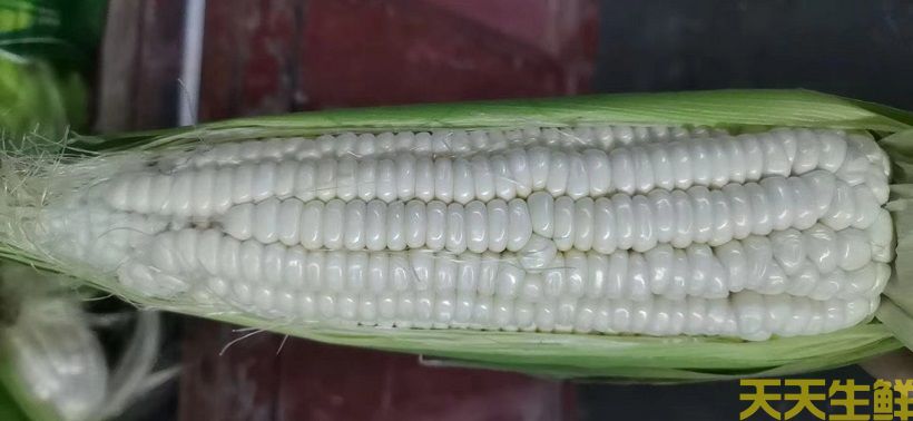 廣州農(nóng)產(chǎn)品配送告訴你，常見玉米的品種有哪些？(圖3)