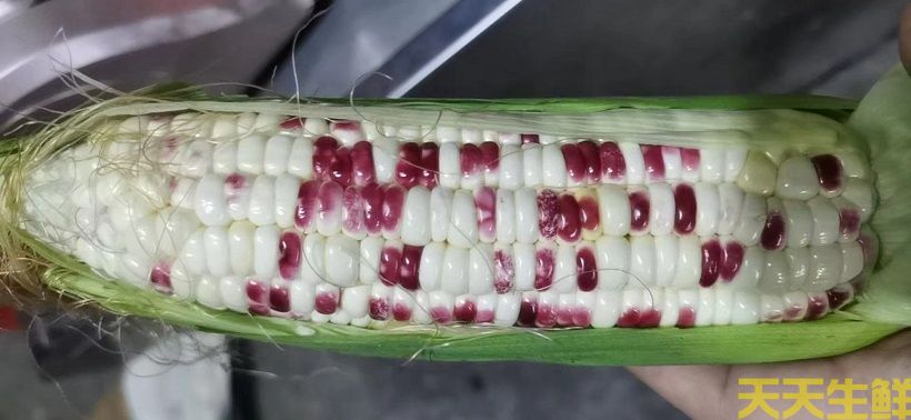 廣州農(nóng)產(chǎn)品配送告訴你，常見玉米的品種有哪些？(圖4)