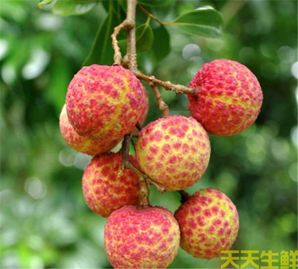 荔枝的品種有哪些？廣州蔬菜配送公司科普(圖8)