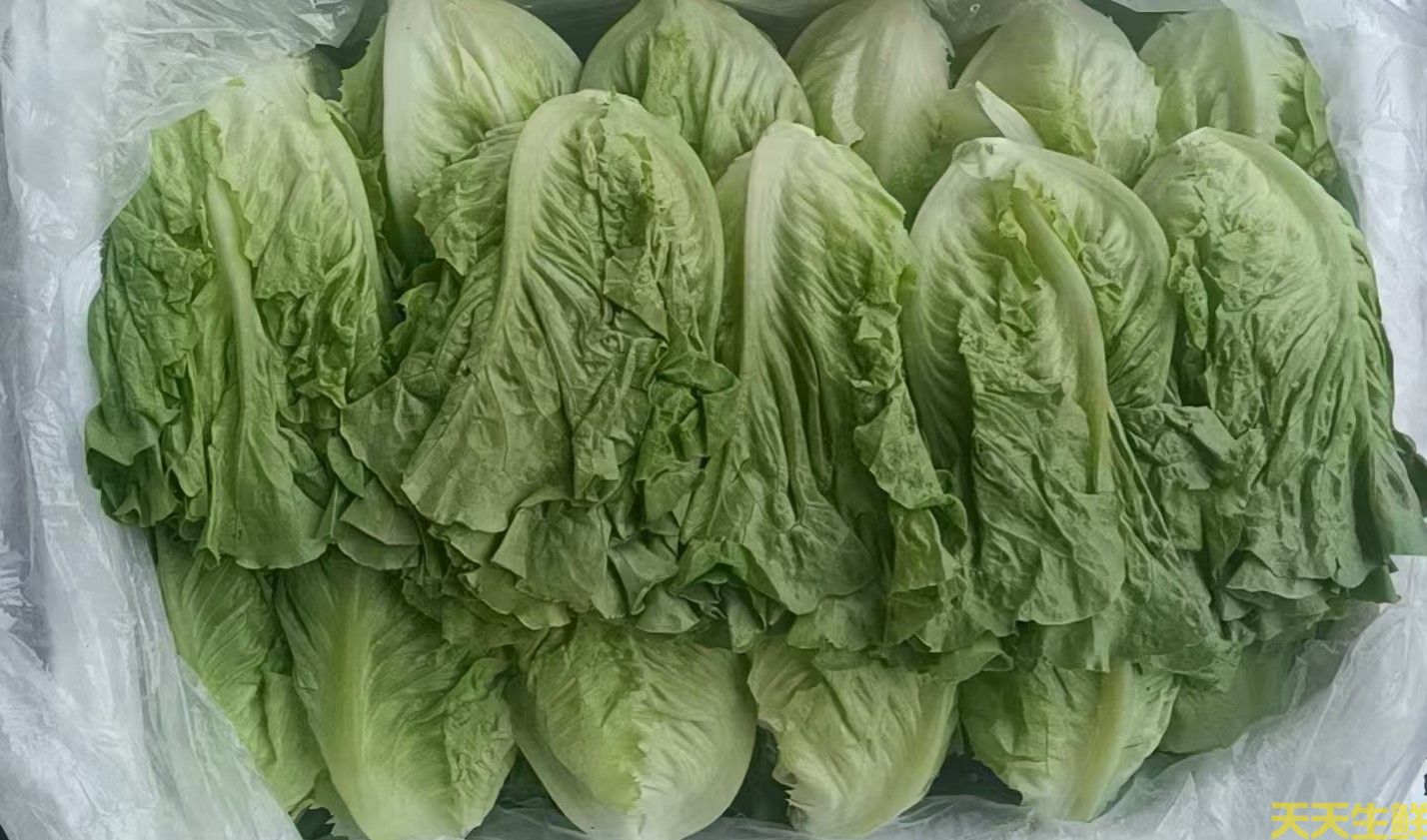 2024年7.8月份蔬菜價(jià)格為什么連續(xù)上漲(圖1) 2024年7.8月份蔬菜價(jià)格為什么連續(xù)上漲(圖1)